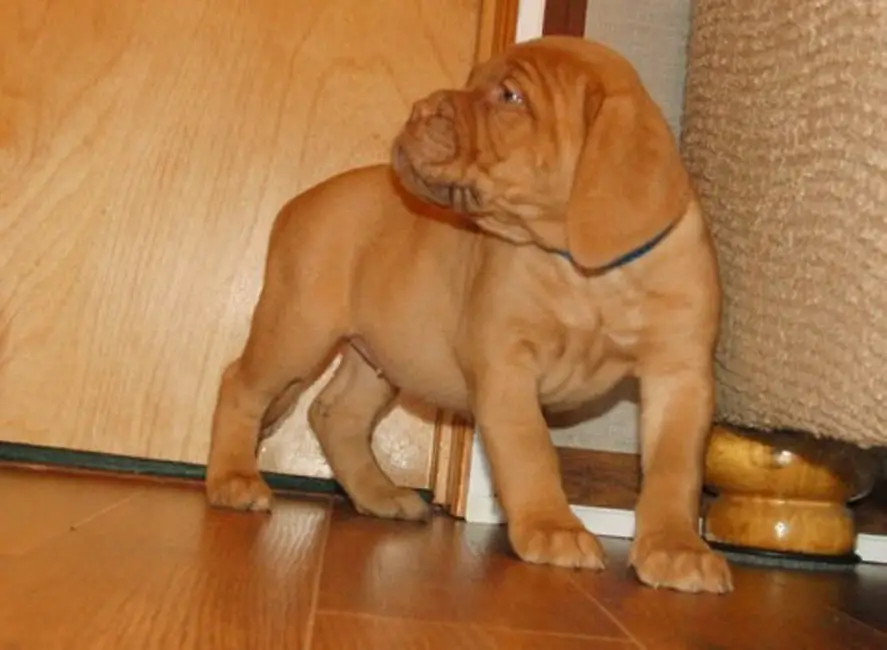 French Mastiff Puppies Available